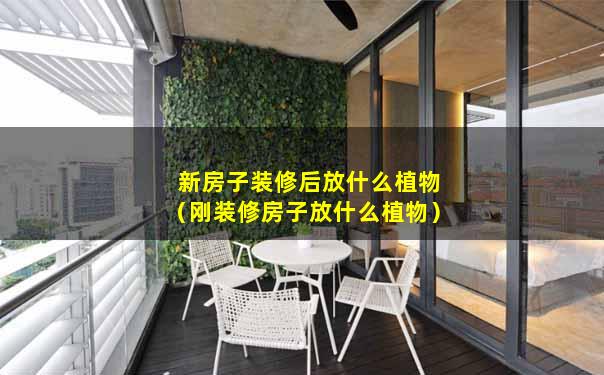 新房子装修后放什么植物（刚装修房子放什么植物）